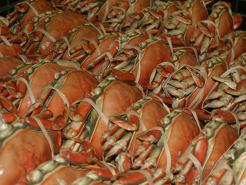 Commercial Dungeness Crab Season 2024 Clara Demetra