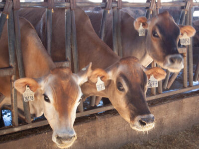 Dairy-cows-836x627-compressed.jpg