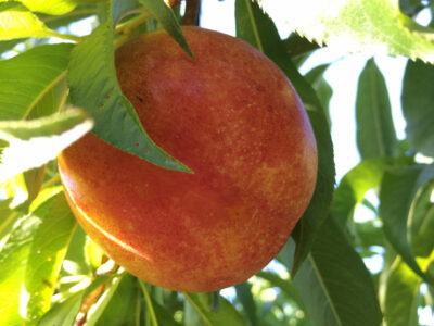 Rose-Diamond-nectarine-Masumoto-Family-Farm-836x627-compressed.jpg