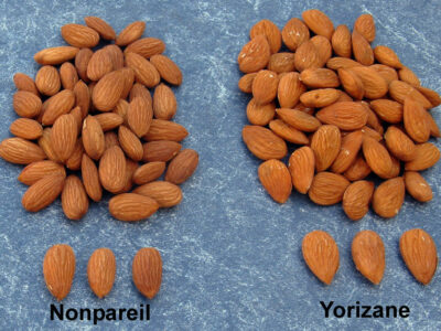 Almonds-Nonpareil-Yorizane-836x627-compressed.jpg