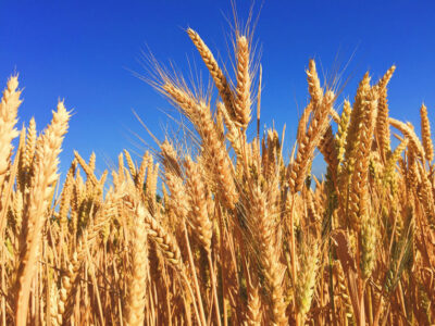 wheatfield836x627optimized.jpg