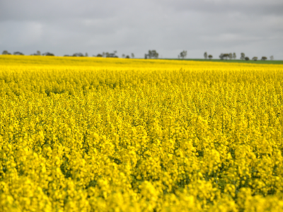 canola_field.png