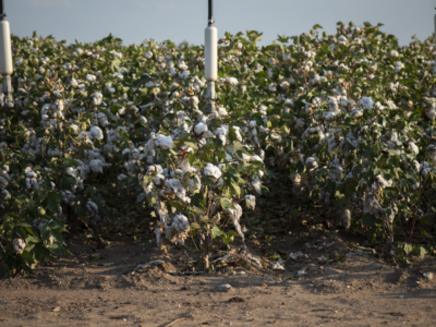 Cotton irrigation