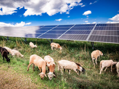 Agrivoltaics_Sheep_Grazing_AgriSolar.jpg