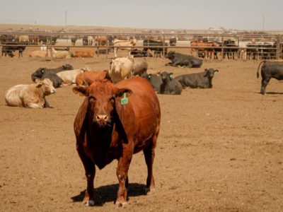 Cattle_cow_feedlot_ranch.jpg