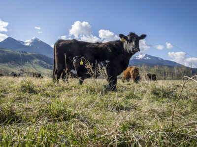 Cow_calf_western_rangeland_pasture.jpg