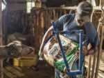 Livestock_farmer_feeding_animal.jpg