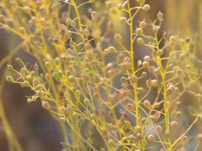 Camelina oilseed