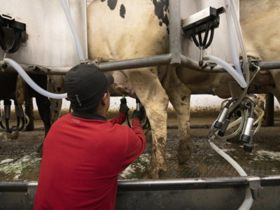 Dairy farm milking worker