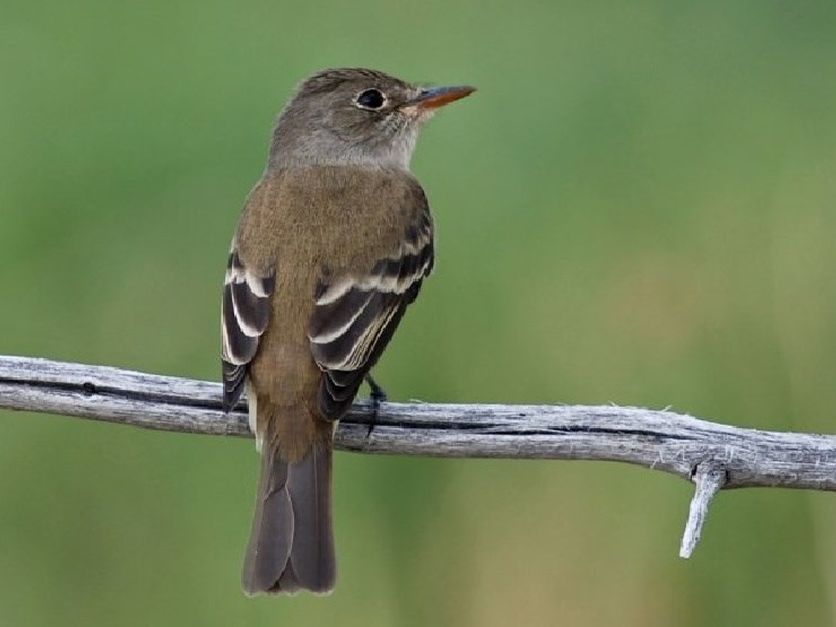 flycatcher-NPS.jpg