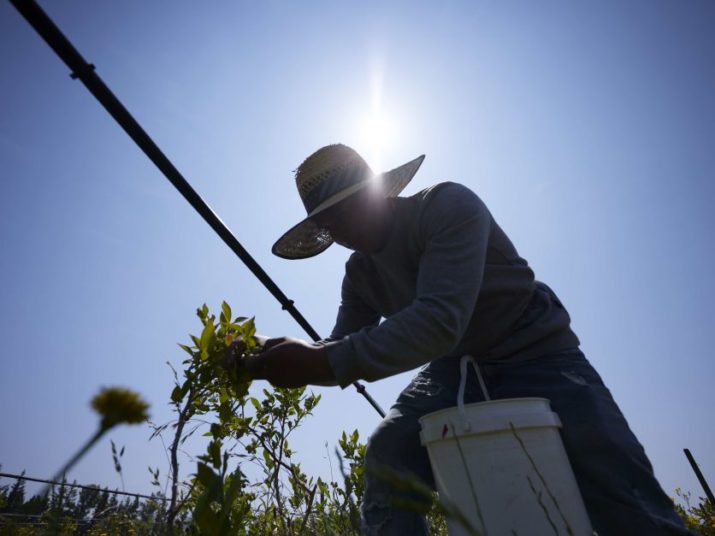 heat-farmworker-AP-2.jpg