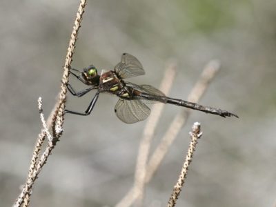 hines-emerald-dragonfly.jpg