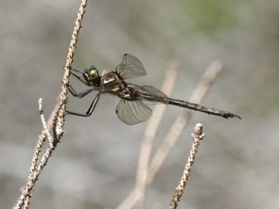 Hines emerald dragonfly