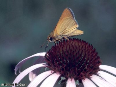 iowa-skipper-photo-CR.jpg