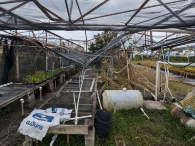 Florida Nursery Damage Hurricane Milton.jpg