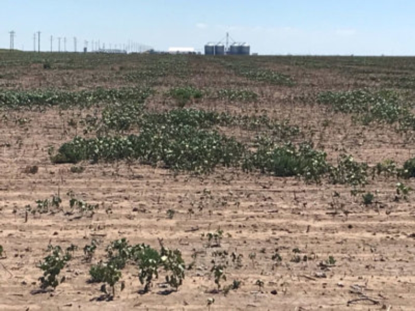 Texas Cotton Drought August 2022.jpg