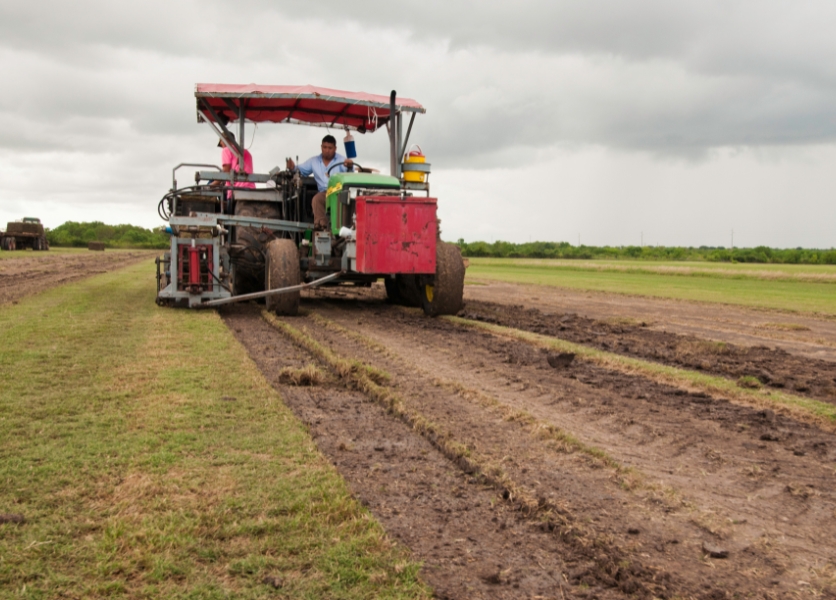 Sod Harvesting USDA.jpg