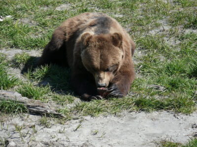 grizzly_bear.jpg