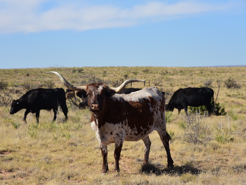 Cattle_grazing_rangeland_West.jpg