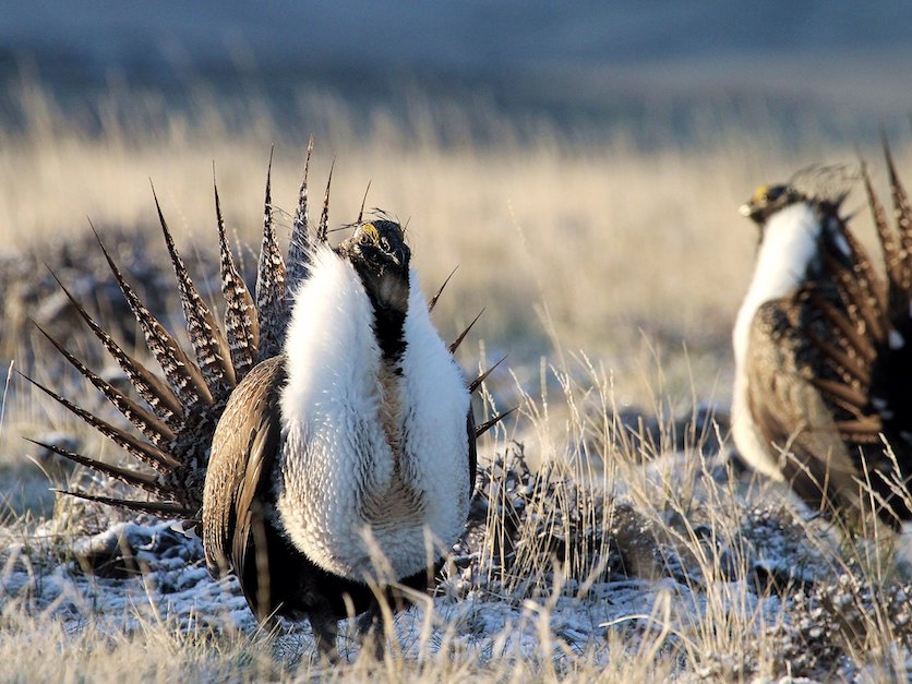 Greater_sage_Grouse_2.jpg