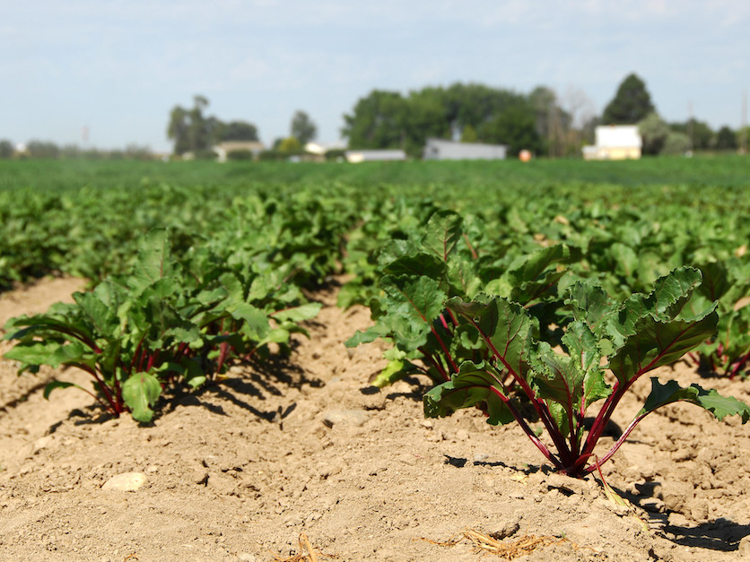 Red_beets.jpg