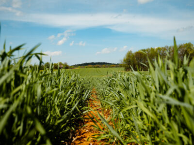 Strip_tillage_conservation_1.jpg