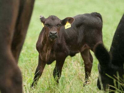 Calf