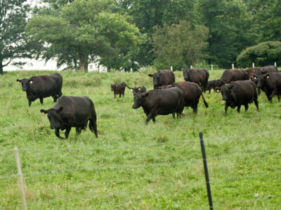 Cattle herd