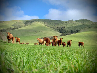 Settrin Ranch