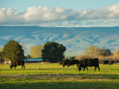 Black cattle grazing