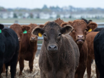 Beef cattle