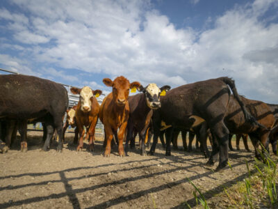 Cattle in yard