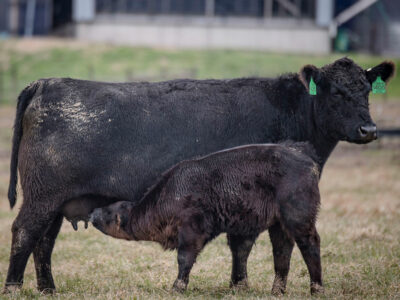 Cow calf pair