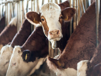 cow_cattle_eating_feedlot