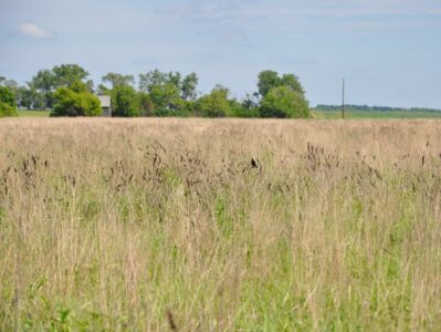 CRP-grazing (conservation reserve program)