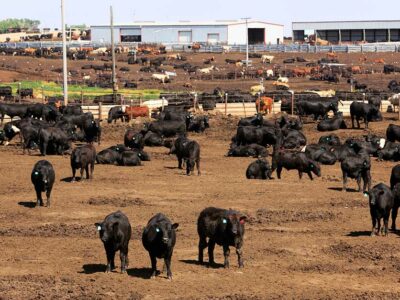 Cattle_feedlot_beef