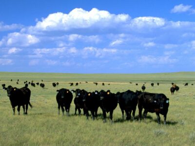 Grazing in South Dakota