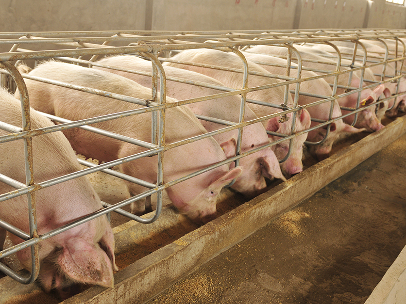 Smithfield Hit With 473 5 M Verdict In Hog Nuisance Case 2018 08 03 