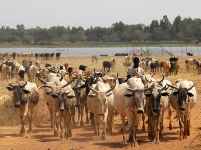 Livestock in Africa