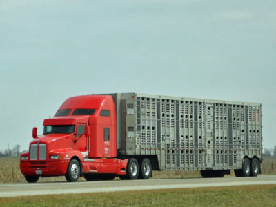 Livestock hauler