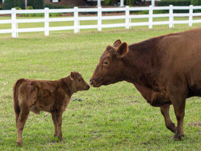 Red angus cattle