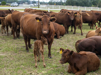 Red angus cattle