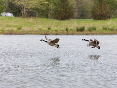 Canadian Geese