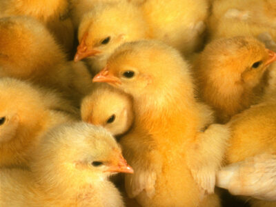 Baby chicks