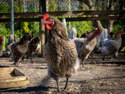 Outdoor chickens