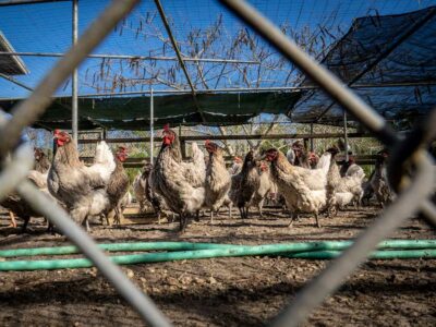 Outdoor chickens