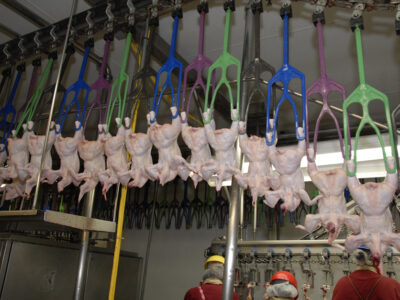 Poultry processing