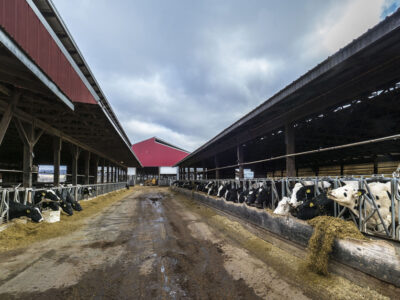 Dairy cattle