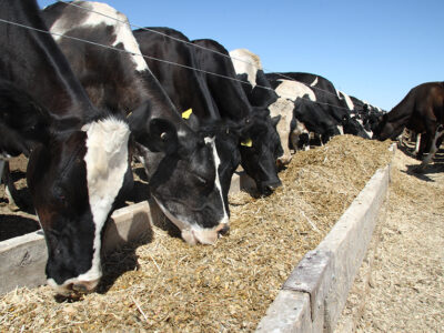 DairyCowsGrazing