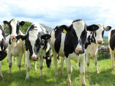 Dairy cattle